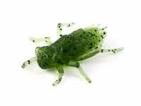 Guma Fishup Dragonfly 1,2