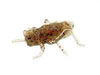 Guma Fishup Dragonfly 1,2" 045 Green Pumpkin