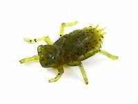 Guma Fishup Dragonfly 0,75" 074 Green Pumpkin Seed