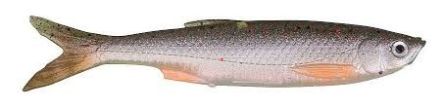 Guma Savage Gear Bleak Real Tail 8cm 50444 Green Pearl Siver